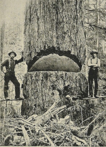 Lumberjacks cerca 1900