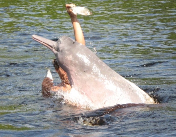 Boto dolphin (encantado)