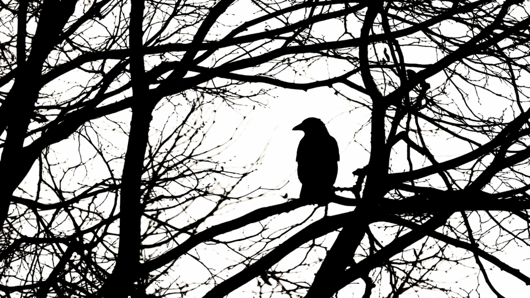 Raven in trees